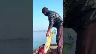 Big Rohu & Katla Net Fishing in Dam | Unexpected Giant Fish Catch #trending trending #viral #fishing