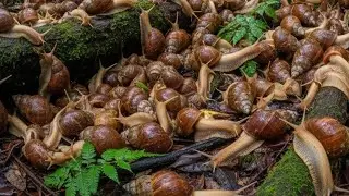 Making a video of albino snails at night, catching snails, albino snails, hunting snails, snails