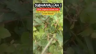tanaman liar #bunga