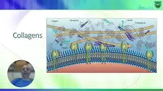 Fibrous  proteins البروتينات الليفية 2023 2023