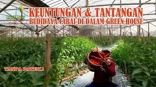 BUDIDAYA CABAI DALAM GREEN HOUSE | HASIL MELIMPAH | SERANGAN HAMA DAN PENYAKIT @TUNAS TANI INDONESIA