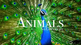Animal stock footage | Wild life shots|Royalty Free Animals |