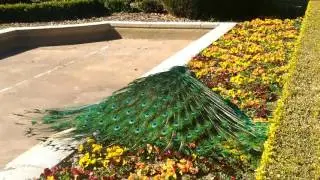 Peacock at Parque Del Retiro