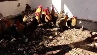 Golden Campine Chickens