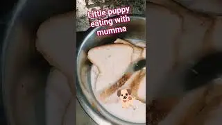 Dog & Puppy eating food ❤️#dog #pets #food #viral #shorts #puppy #streetdog #dogshorts #help  #cute