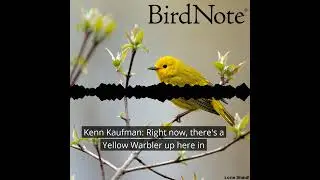 Warbler Migration in Ohio with Kenn Kaufman