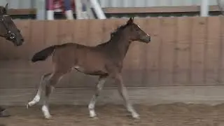 Bildh&uuml;bsche Ponystute mit Dressurblut