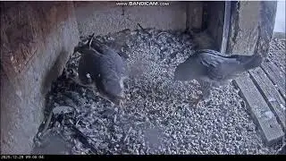 KGHM Głog&oacute;w PL-Luna II wakes up, bows to Bohun, takes off. Bohun leaves after her -2025 12 29 08 59