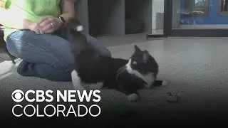 CSU studies increased threat of avian flu amid rise in household cat infections, deaths