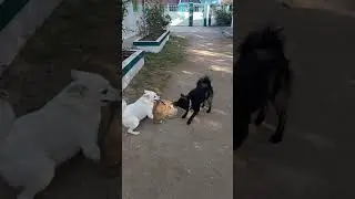 #Dogs #blackandwhite #dogsfight