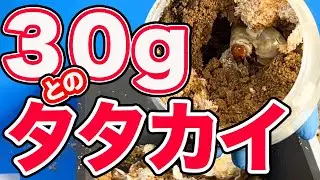 【夢のオオクワガタへの道】能勢YG１〜２本目幼虫の菌糸ビン交換（8本）をしました。
