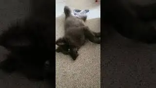 RARE DARK BLUE WOLF DOG PUPPY