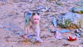 Mom LIBBY train her smart baby LEO  how to cling tree very well