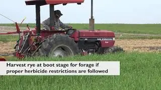 3 Options for Soybeans, following Corn Interseeded with Winter Rye