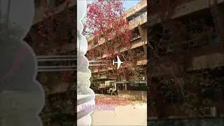 Natural beauty of Jnu Delhi||#jnudelhi#jnu#delhiuniversity#delhi#hostellife