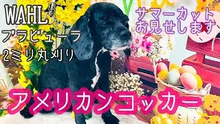 【アメリカンコッカー】WAHLブラビユーラバリカン1.9mm丸刈りサマーカット！ノーカットでお見せしています