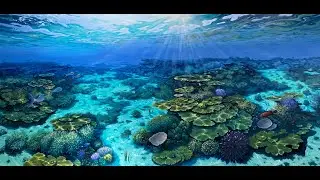 Coral Fields (Underwater Art)
