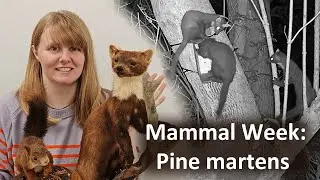 The secret life of a pine marten and her kit - How to identify them and how they help the forest