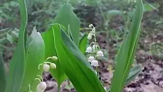 Ландыши лесные 11 may 2017 landishy