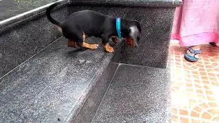 Dash pup funny
