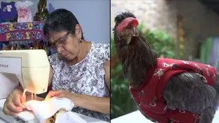 Designer Makes Clothing for Chickens