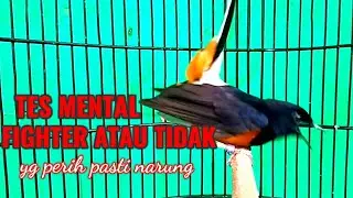 TES MENTAL MURAI BATU !! JADI FIGHTER ATAU DIAM ?? APA  NARUNG