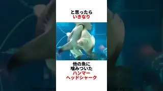 水族館のハンマーヘッドシャークが凶暴😱