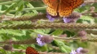Swallowtail (Original Acoustic Folk Rock Song)
