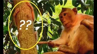 OMG ! WONDER ! Why Tara kidnap her own baby Toni| Toni Cry loudly angry mom stop not allow out.