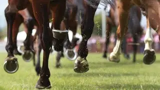 Racing Dreams panel discuss their long odds runner and short odds runner
