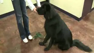 Graham Bloem - Dog Trainer