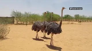Bay Area volunteers hatch high-tech plan to save North African ostrich