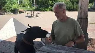 Happy Great Dane Enjoys Her First Ice Cream Cone