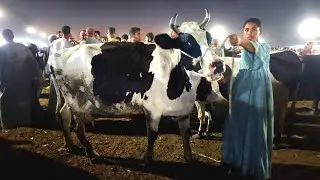 ارتفاع كبير في اسعار البقر الخليط الوالد من سوق قطور الدولي للمواشي