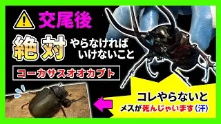 【超巨大血統】コーカサスオオカブトが即交尾したので急遽産卵セットへメスを移動！コーカサスオオカブトだけは絶対にペアリング後にオス♂とメス♀を絶対離すべき理由をお話します！