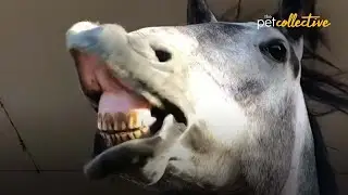 The Wild History of Horses Will Make You 😮 !