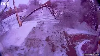 Tree splits in half in Tennessee