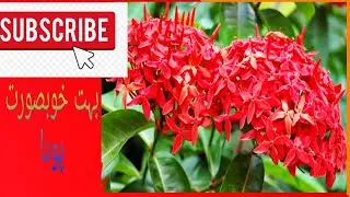 Ixora plant Care tips basic information and growth procedure