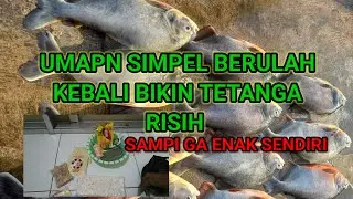 UMPAN SIMPEL BIKIN ULAH LAGI