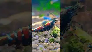 Interesting Caridina Shrimp #shrimp #colorful #interesting #unique #caridina #dwarfshrimp #tgoe