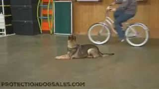 Executive Level Home Raised Personal Protection Dog For Sale 