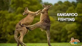 Gladiators of Australia in Forest - | documentary in Hindi | wild keet animals | Discovery Channel 🌎