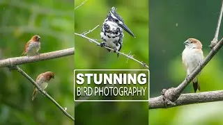 Stunning Bird Photography in Your Local Area | Monsoon 2024 Tips