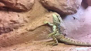 Terrarysta.pl | Agama brodata | Karmienie