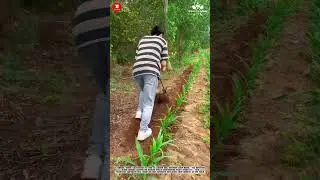 Innovative Agricultural Shovel: Efficient Soil Loosening Between Crop Rows