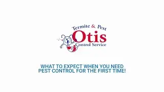 What to Expect When You Need Pest Control For The First Time!