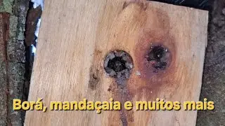 Festival de abelhas sem ferrão: Jataí, Mandaçaia, Borá e mais!