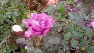 How to Grow Beautiful Roses at Home 🌹 Step by Step Guide” 