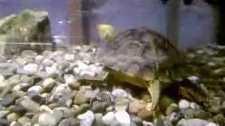 Golden-headed Box Turtle
