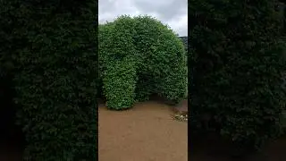 Green tree cutting elephant shape